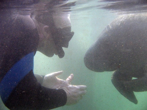 A manatee approaches my friend Ralph.